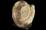 Perisphinctes Ammonite - Jurassic #90458-2